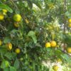 Lacto-Fermented Lemons - Image 2