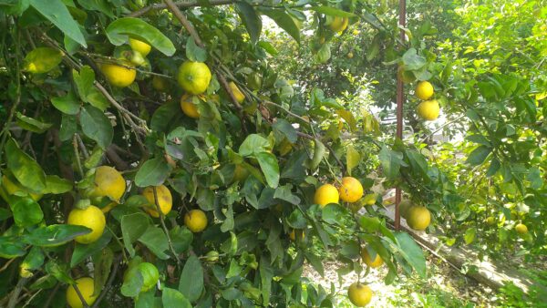 Lacto-Fermented Lemons - Image 2