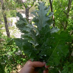 Herbal Bitter