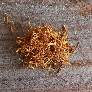 Cordyceps