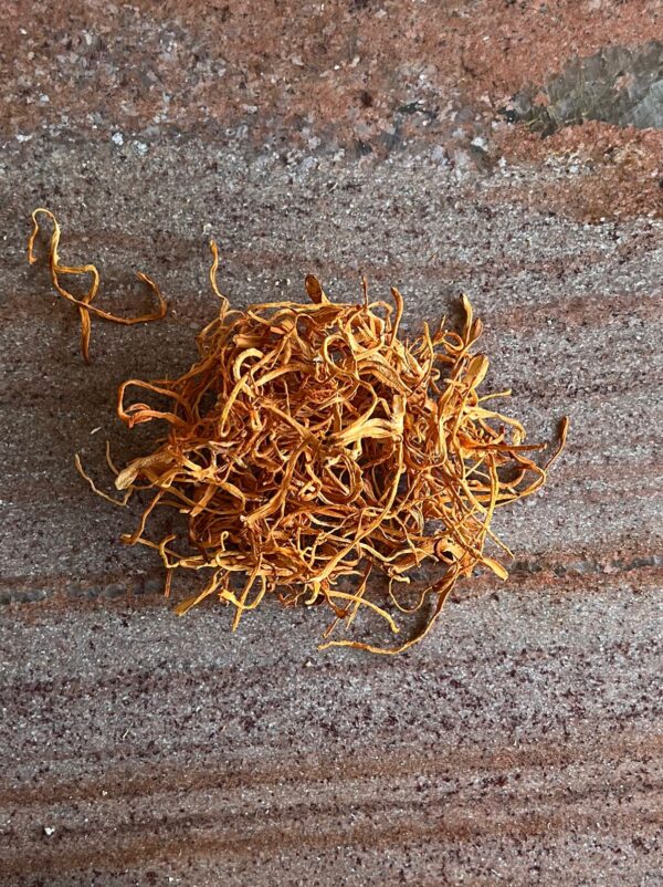 Cordyceps