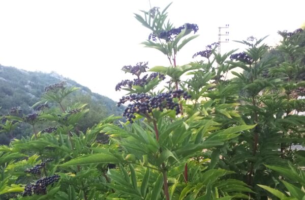 Elderberry Syrup - Image 4