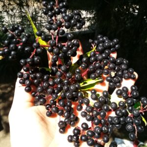 Immune Support