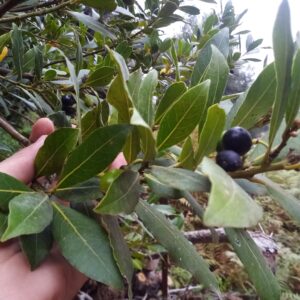 Olive Leaf Extract