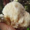 Lion's Mane - Image 2