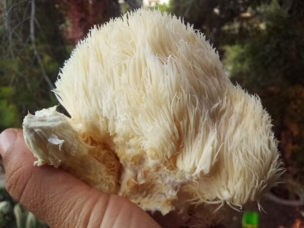 Lion's Mane - Image 2