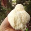 Lion's Mane - Image 3