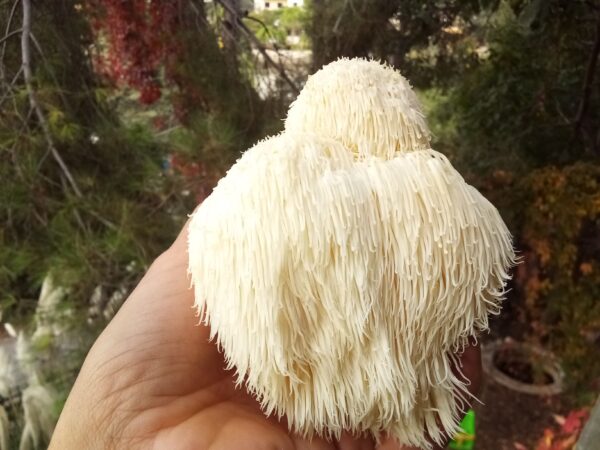 Lion's Mane - Image 3