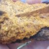 Chaga