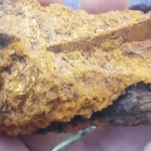 Chaga