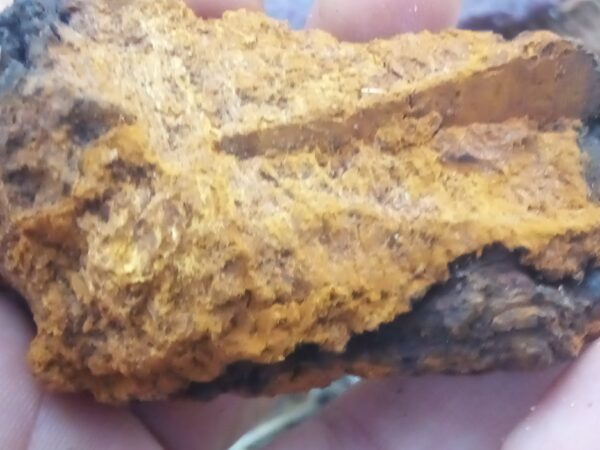 Chaga