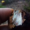 Chaga - Image 3