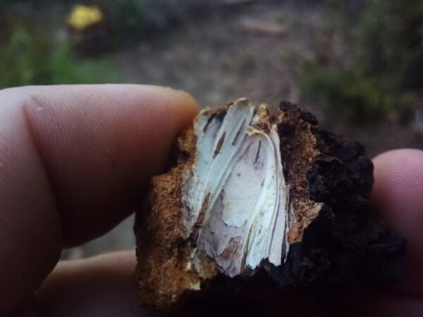 Chaga - Image 3