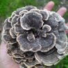 Turkey Tail