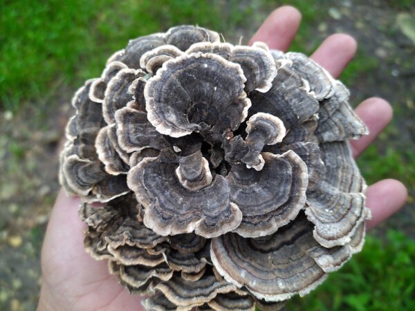 Turkey Tail