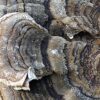 Turkey Tail - Image 3