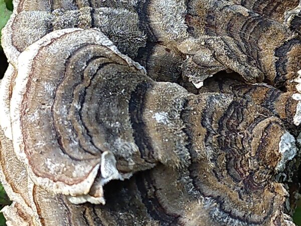 Turkey Tail - Image 3