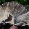 Turkey Tail - Image 4