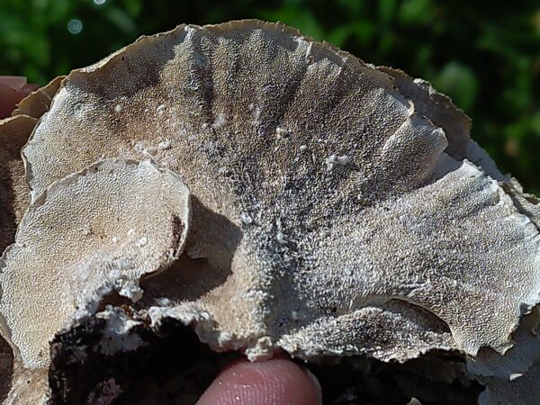Turkey Tail - Image 4