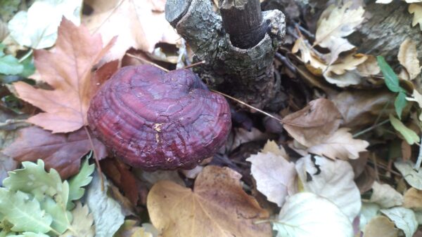 Red Reishi - Image 2