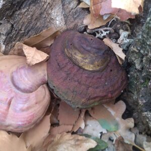 Red Reishi