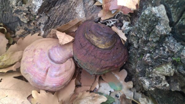 Red Reishi