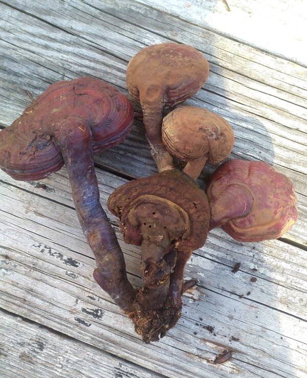 Red Reishi - Image 4