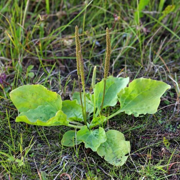 Leaky Gut - Image 3